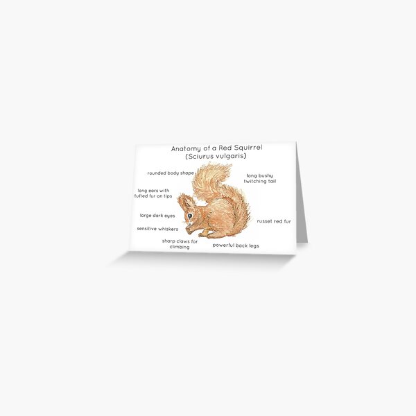 Anatomy of a Red Squirrel Greeting Card