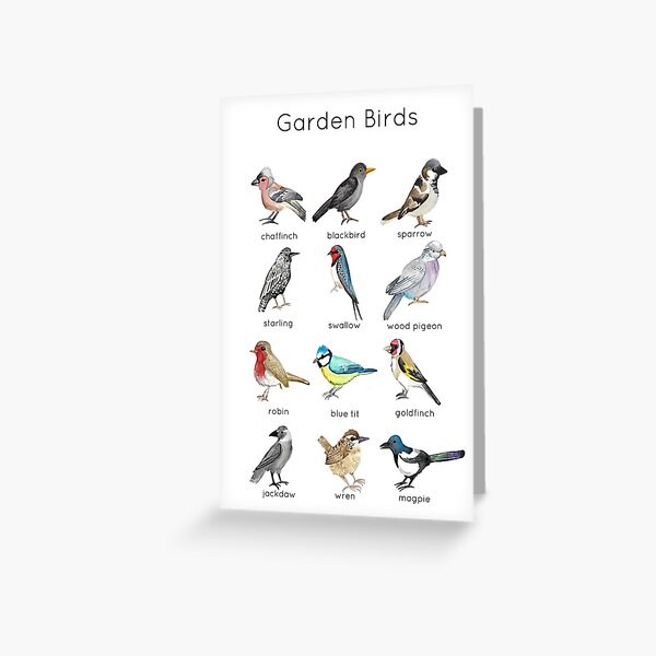 Garden Birds ID Greeting Card