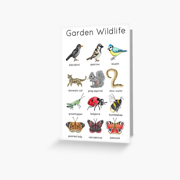 Garden Wildlife ID Greeting Card