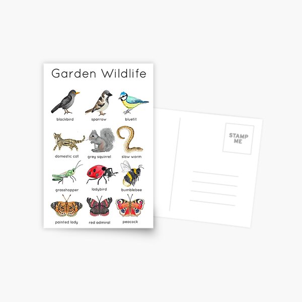 Garden Wildlife ID Postcard