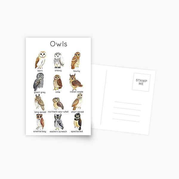 Owls ID Postcard