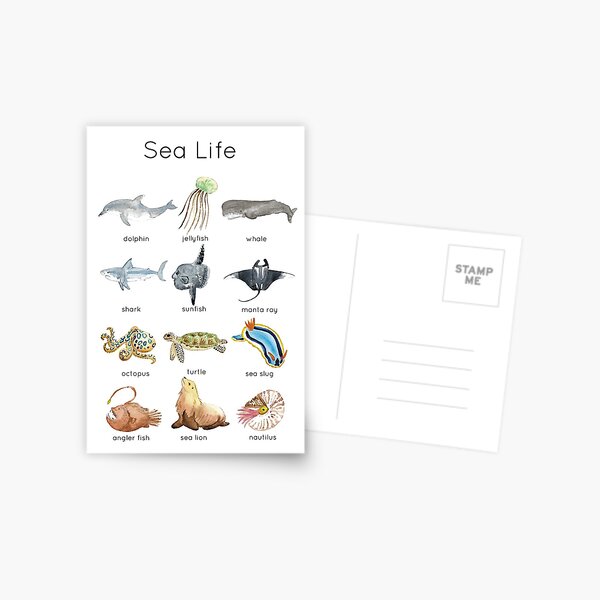 Sea Life ID Postcard