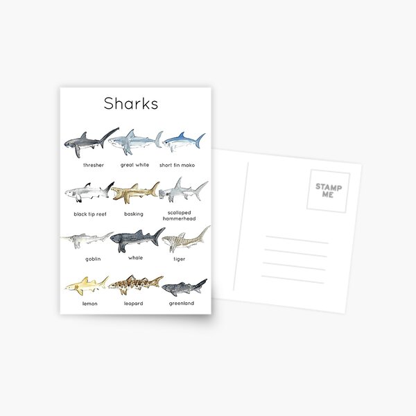 Sharks ID Postcard