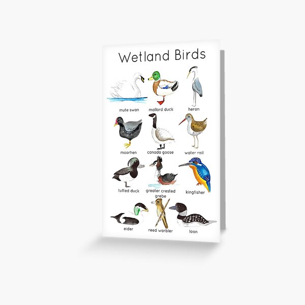 Wetland Birds ID Greeting Card