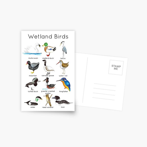 Wetland Birds ID Postcard