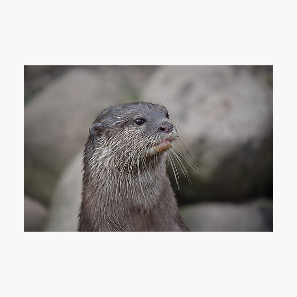 Oriental Small clawed otter. Photographic Print