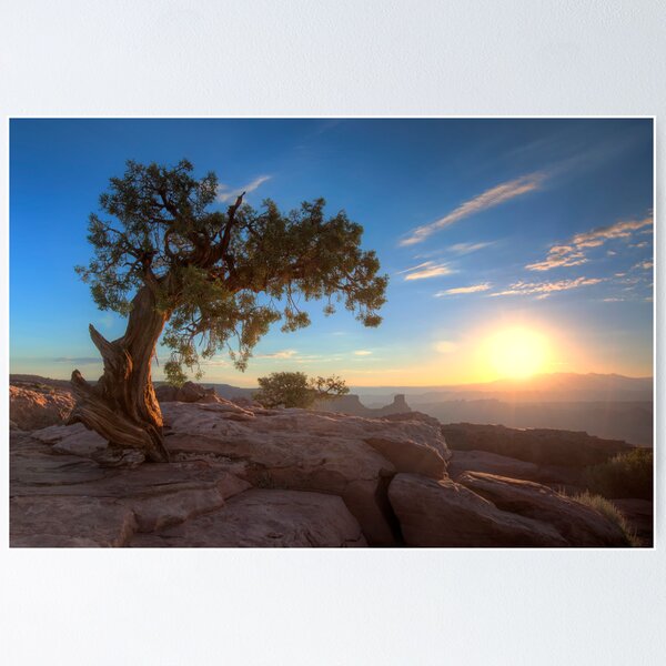 The Old Juniper Tree Poster