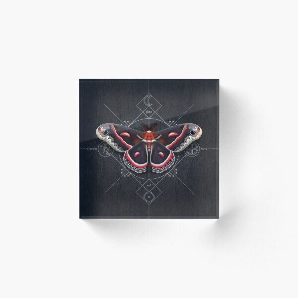 Cecropia Moth Acrylic Block