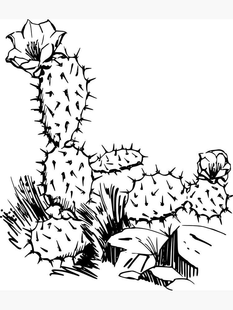 Premium Vector | Prickly pear cactus. plants engraved hand drawn in old  sketch, vintage style. mexican opuntia, flora and fauna. botanical garden.