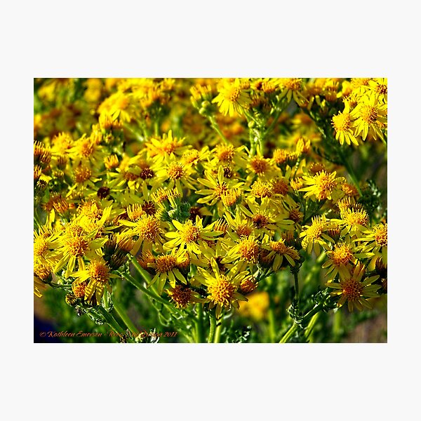 Item preview, Wild Sunshine (Common Ragwort, Senecioneae Jacobaea) designed and sold by rocamiadesign.