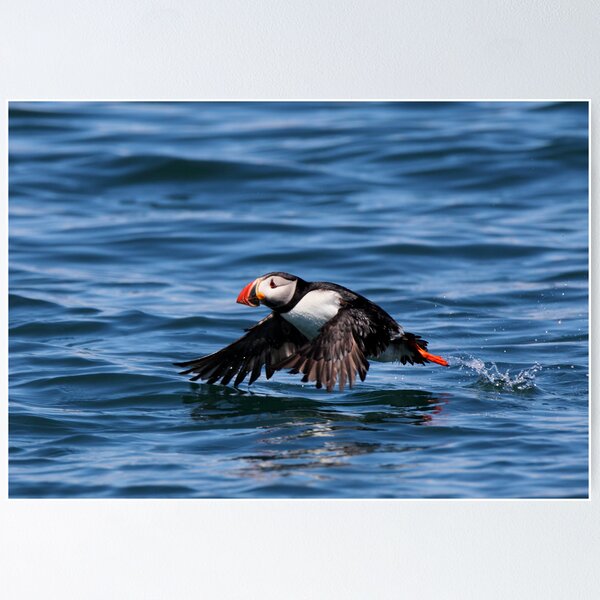 Item preview, Atlantic Puffing taking off designed and sold by Rob Lavoie.