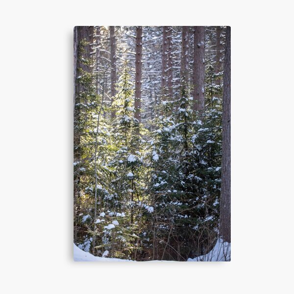 Item preview, Snowy Sunlit Trees designed and sold by Amy Louhela.