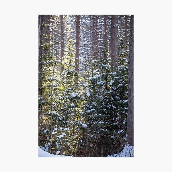 Item preview, Snowy Sunlit Trees designed and sold by Amy Louhela.