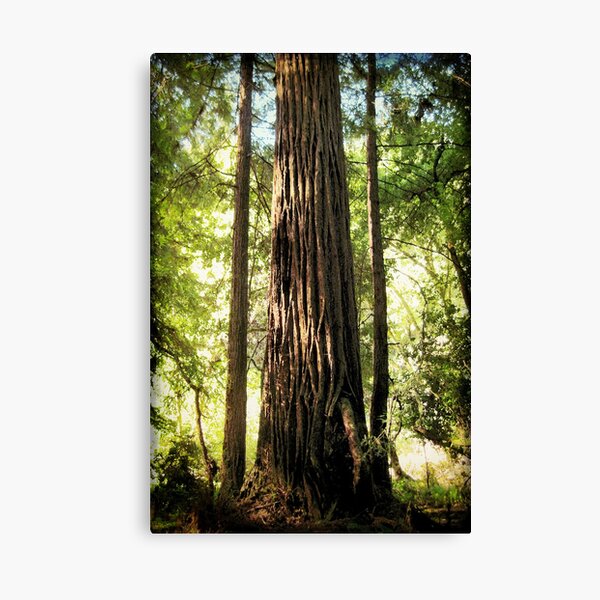 Redwood Family Canvas Print