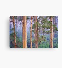 Misty Morning in the Karri Forest Canvas Print