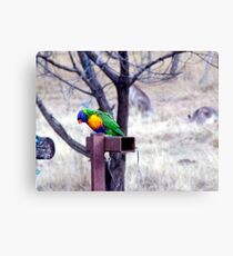 Bush Rainbow Canvas Print