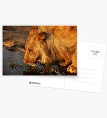 Lion's Pride Postcards