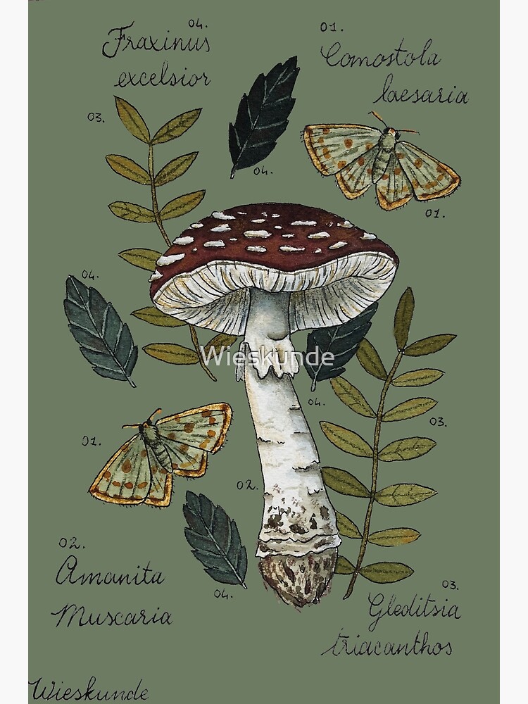 Amanita Muscaria with moths and leaves botanical illustration by Wieskunde