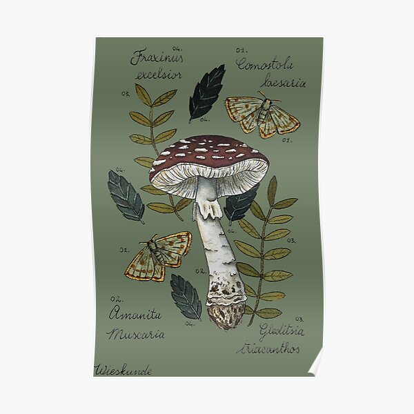 Amanita Muscaria with moths and leaves botanical illustration Poster