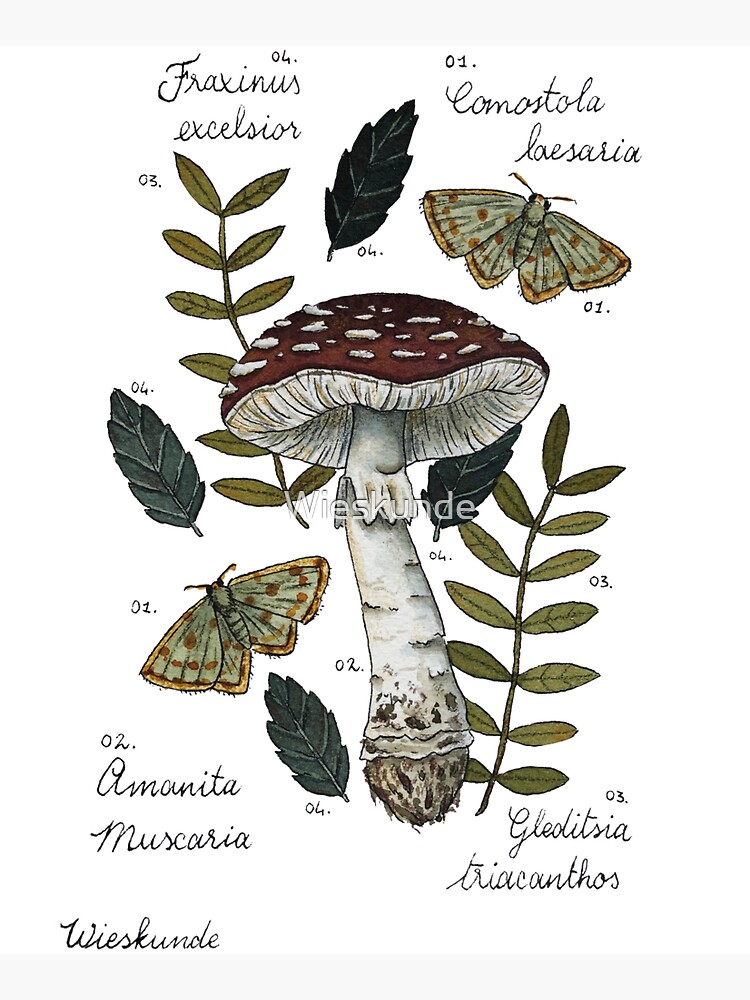 Amanita Muscaria with moths and leaves botanical illustration by Wieskunde