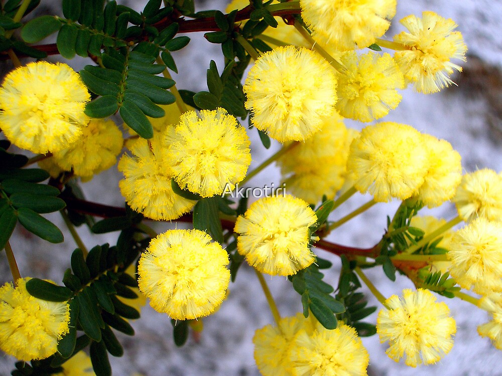 "Acacia Kalamunda, Western Australia" by Akrotiri Redbubble
