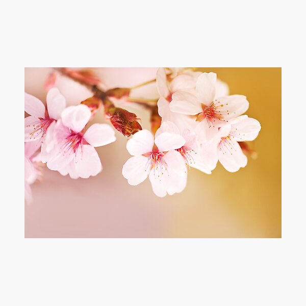 Item preview, Blooming fairy cherry tree flowers designed and sold by Arletta Cwalina.