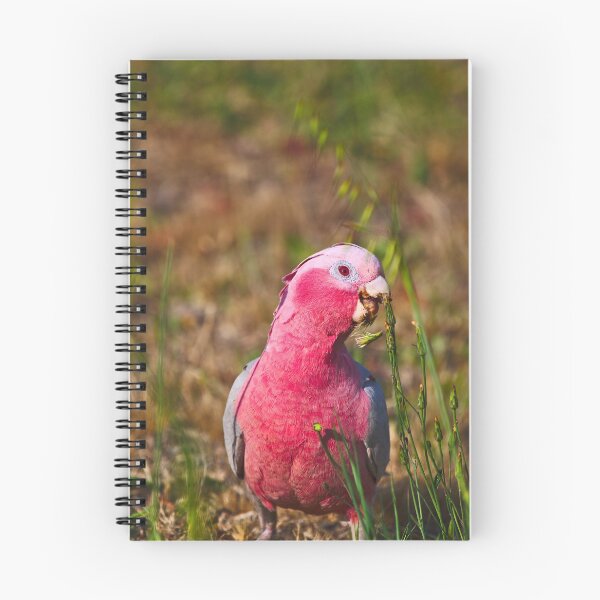 Item preview, A Pink And Grey Galah Eating Grass Seeds At Dusk designed and sold by Jason Gilbert.