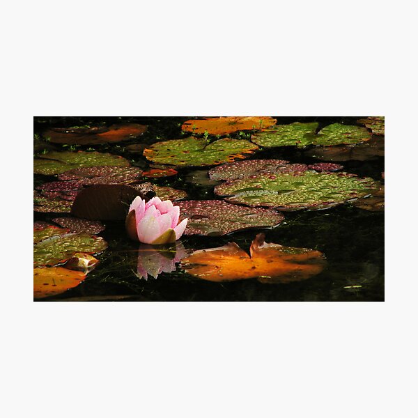 Item preview, Waterlily in a rainy day designed and sold by Shienna.