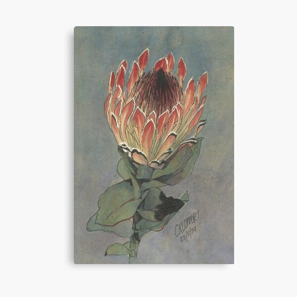Handpainted Protea Eximia Canvas Print