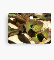 Flower In Flower Euphorbia francoisii Leinwanddruck