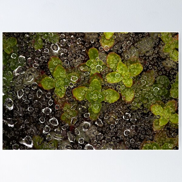 Aperçu de l'œuvre  Gouttes de pluie un jour d'été / créée et vendue par Rob-Turner.