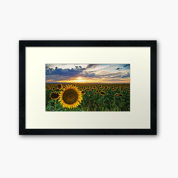 Sunflowers Of Golden Hour Framed Art Print