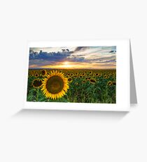 Sunflowers Of Golden Hour Greeting Card