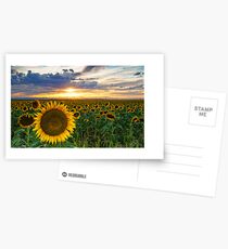 Sunflowers Of Golden Hour Postcards