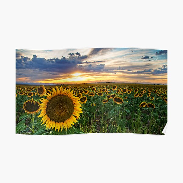 Sunflowers Of Golden Hour Poster