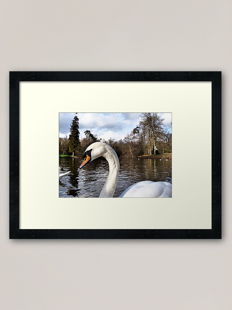 Alternate view of Swan Looking Straight Into My Eyes Framed Art Print