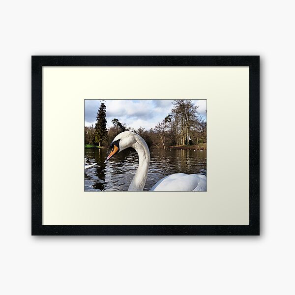 Swan Looking Straight Into My Eyes Framed Art Print