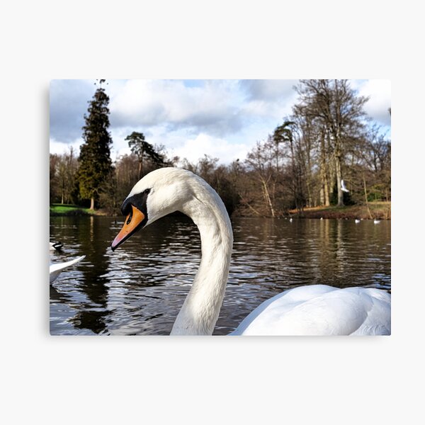 Swan Looking Straight Into My Eyes Canvas Print