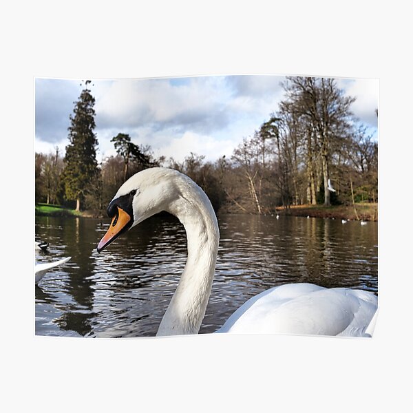 Swan Looking Straight Into My Eyes Poster
