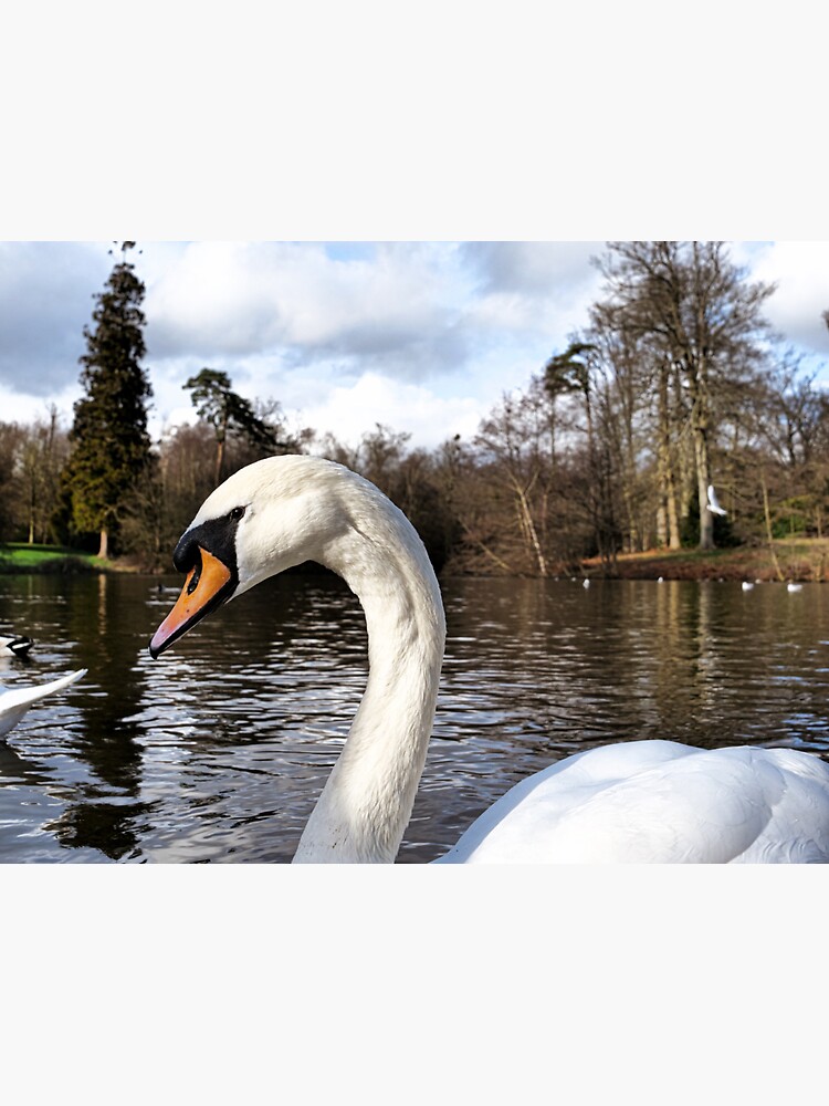 Swan Looking Straight Into My Eyes by santoshputhran
