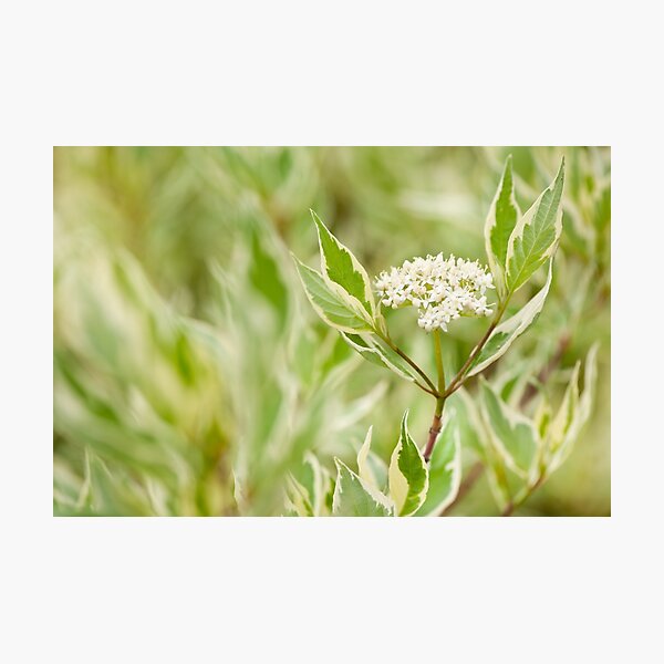 Item preview, Cornus alba flowering twig designed and sold by Arletta Cwalina.