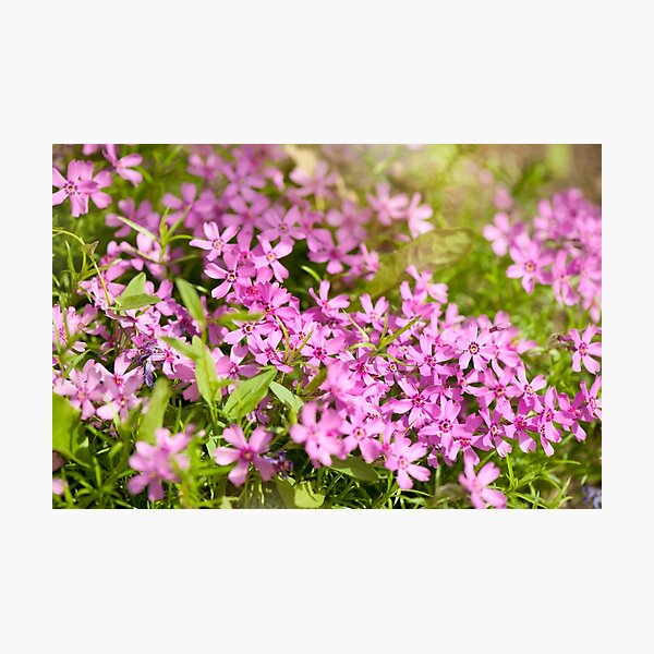 Item preview, Phlox subulata pink flowering designed and sold by Arletta Cwalina.