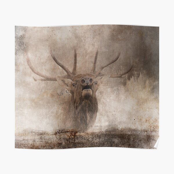 Bugling Bull Elk, cabin decor Poster