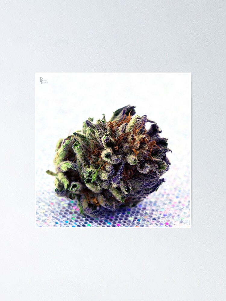 "Black Dog Kush sparkle" Poster for Sale by DevilsLettucePh Redbubble
