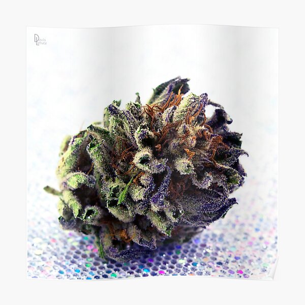 "Black Dog Kush sparkle" Poster for Sale by DevilsLettucePh Redbubble