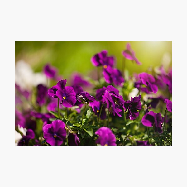 Item preview, Purple pansies flowering bunch designed and sold by Arletta Cwalina.