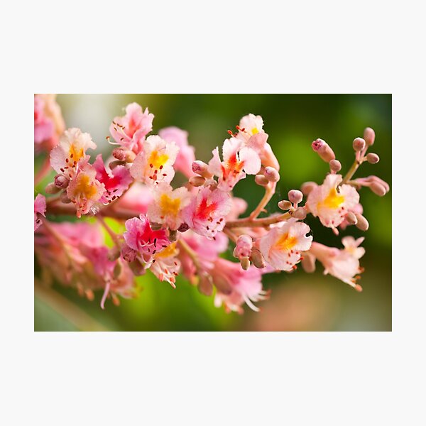 Item preview, red chestnut tree blossoms designed and sold by Arletta Cwalina.