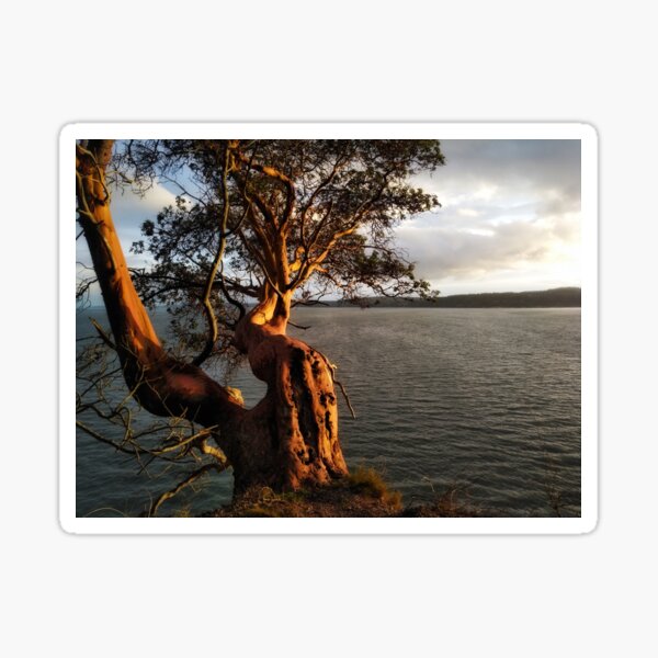 Item preview, Arbutus on the Edge designed and sold by Amber Graham (grahamedia).