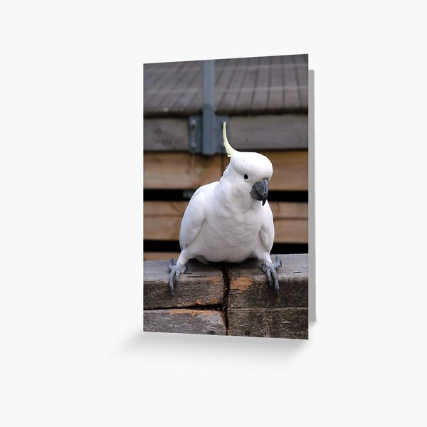 Cheeky! Greeting Card
