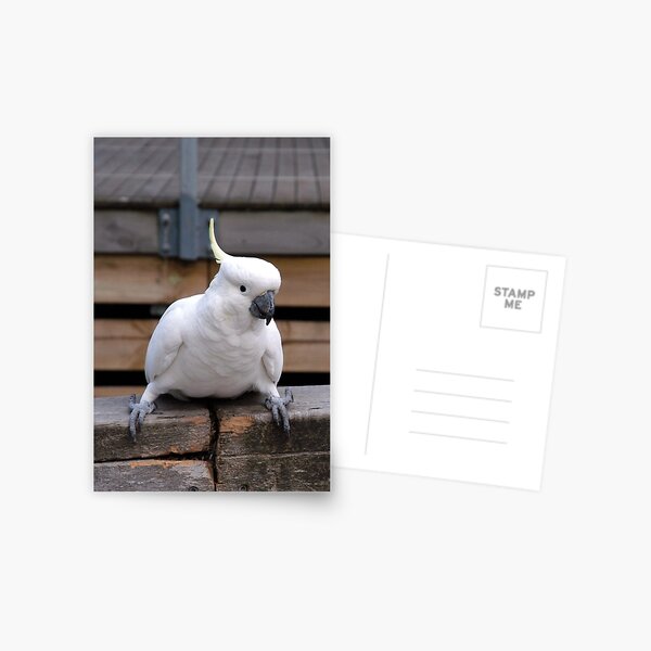 Cheeky! Postcard